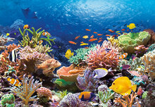 Coral Reef Fishes, 1000 bitar